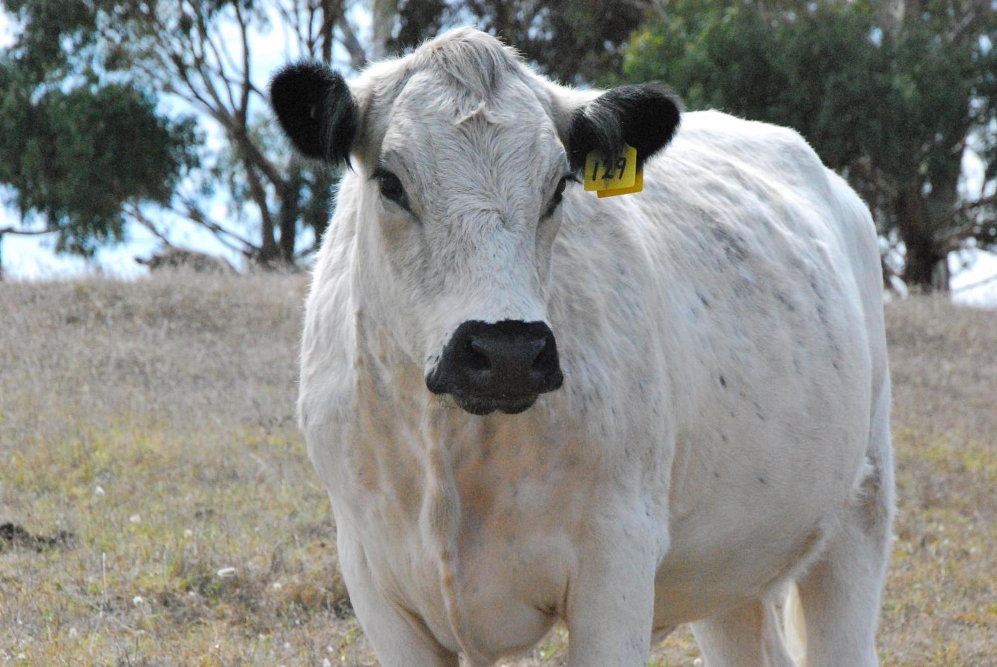 Back Valley Farmstay Bed And Breakfast Victor Harbor Exteriér fotografie